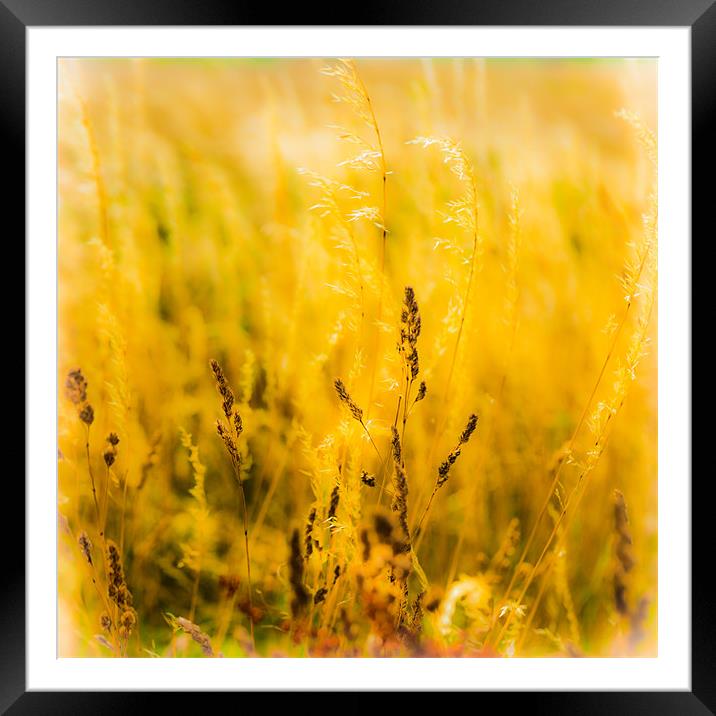 Memories of Summer.... Framed Mounted Print by Ian Johnston  LRPS