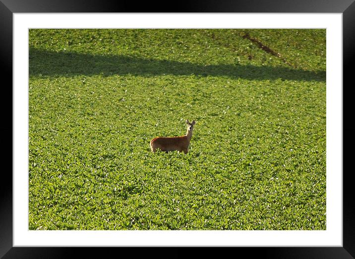 Roe Deer Framed Mounted Print by graham young