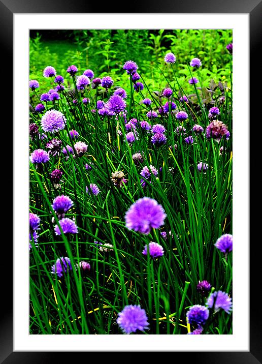 Heads up Framed Mounted Print by  