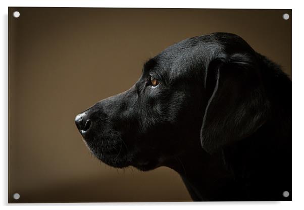 Black Labrador Portrait Acrylic by Simon Wrigglesworth
