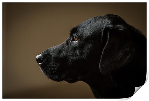 Black Labrador Portrait Print by Simon Wrigglesworth