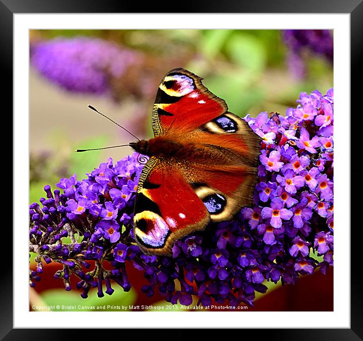 Peacock Butterfly Framed Mounted Print by Bristol Canvas by Matt Sibtho