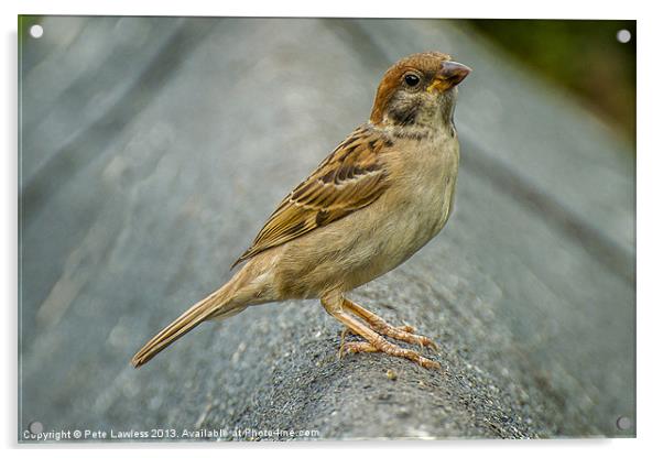 Eurasian Tree Sparrow (Passer montanus) Portrait Acrylic by Pete Lawless