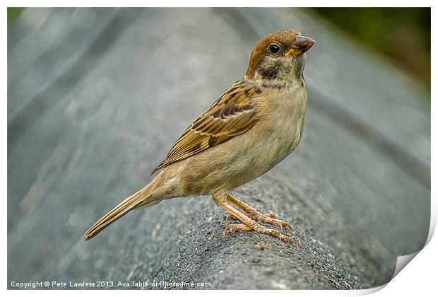 Eurasian Tree Sparrow (Passer montanus) Portrait Print by Pete Lawless
