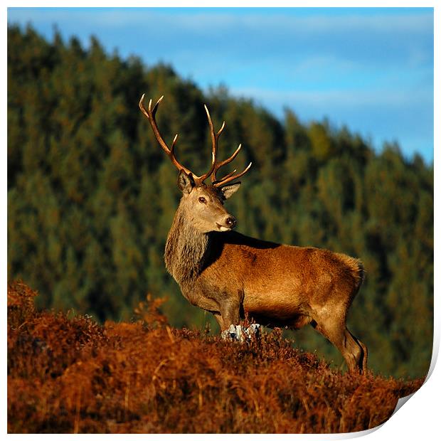 Red deer stag Print by Macrae Images