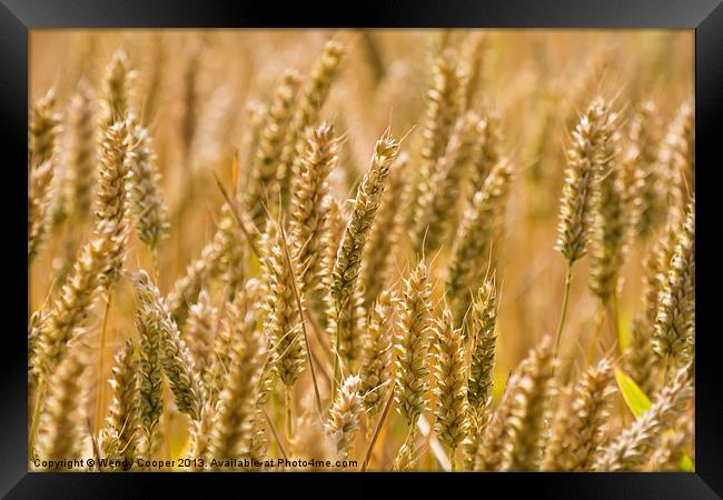 Golden Ears of Ripening Wheat Framed Print by Wendy Cooper