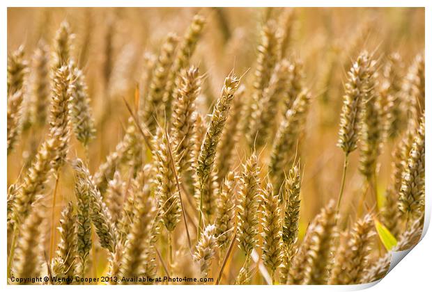 Golden Ears of Ripening Wheat Print by Wendy Cooper