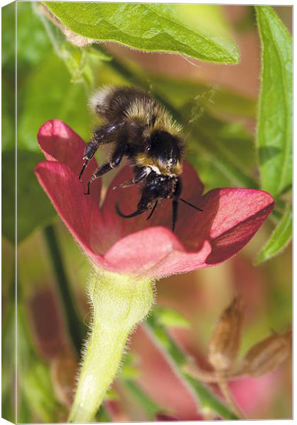 Busy Bee Canvas Print by David Yeaman