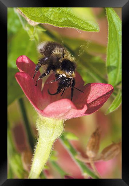 Busy Bee Framed Print by David Yeaman