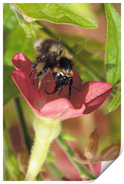Busy Bee Print by David Yeaman
