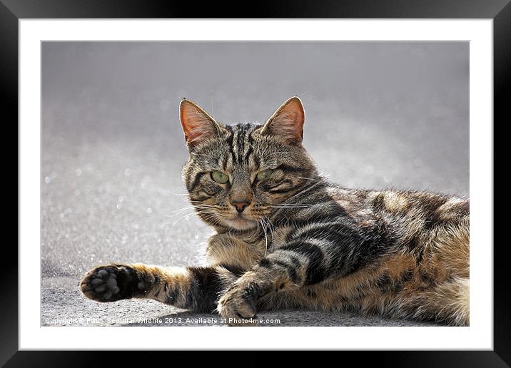 Tabby Cat Framed Mounted Print by Paul Scoullar