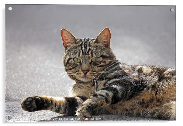 Tabby Cat Acrylic by Paul Scoullar