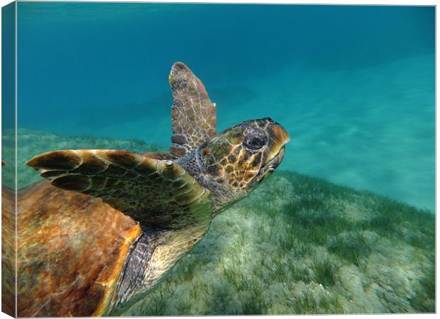 Turtle swimming Canvas Print by martyn green