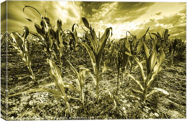 Golden Field of Corn Canvas Print by Rob Hawkins