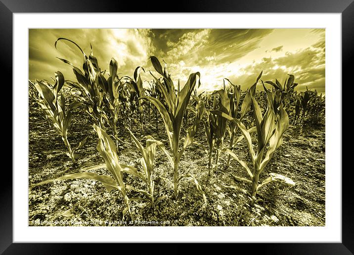 Golden Field of Corn Framed Mounted Print by Rob Hawkins