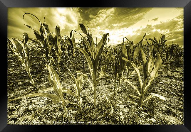 Golden Field of Corn Framed Print by Rob Hawkins