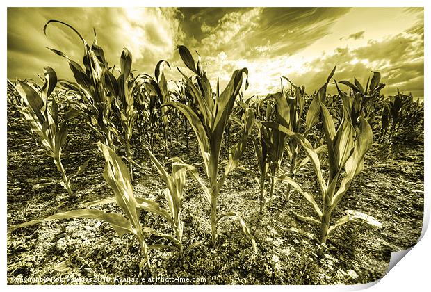 Golden Field of Corn Print by Rob Hawkins