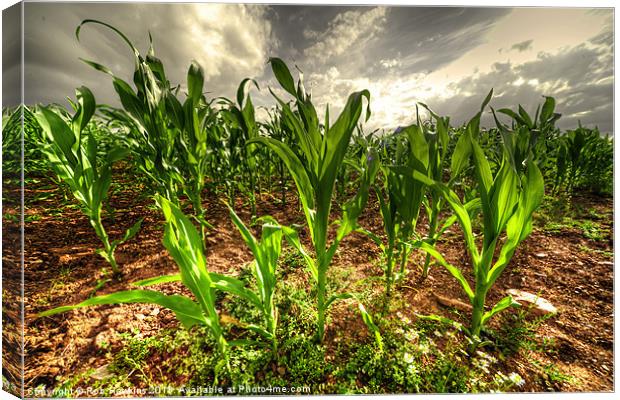 Field of Corn Canvas Print by Rob Hawkins