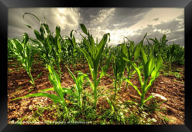 Field of Corn Framed Print by Rob Hawkins