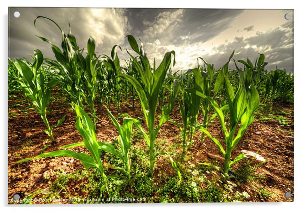 Field of Corn Acrylic by Rob Hawkins