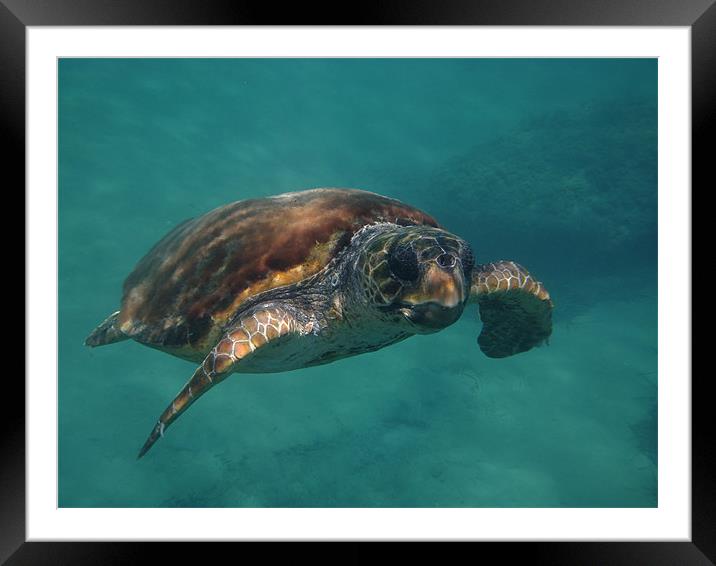 Turtle close up Framed Mounted Print by martyn green