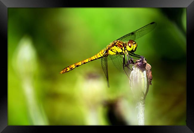 Beautiful Dragonfly Framed Print by Chris Wooldridge