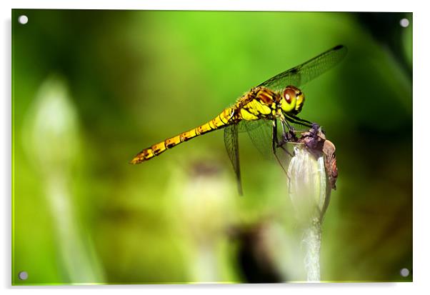 Beautiful Dragonfly Acrylic by Chris Wooldridge