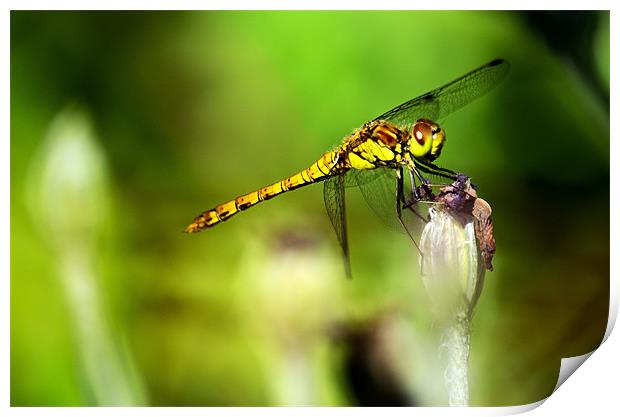 Beautiful Dragonfly Print by Chris Wooldridge