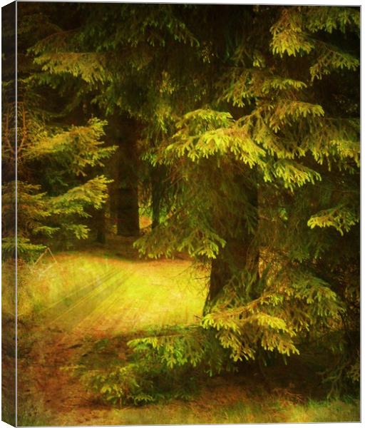 Heart of the Forest. Canvas Print by Heather Goodwin