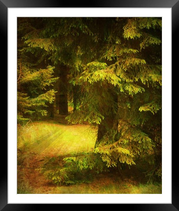 Heart of the Forest. Framed Mounted Print by Heather Goodwin