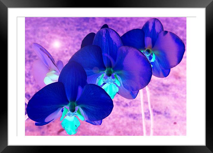Inverted Orchid Framed Mounted Print by Georgie Lilly
