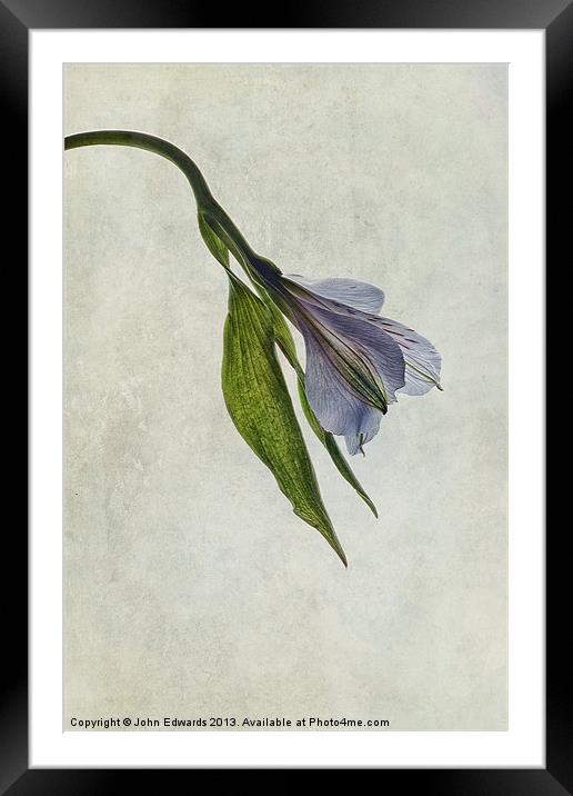 Mantis Lily Framed Mounted Print by John Edwards