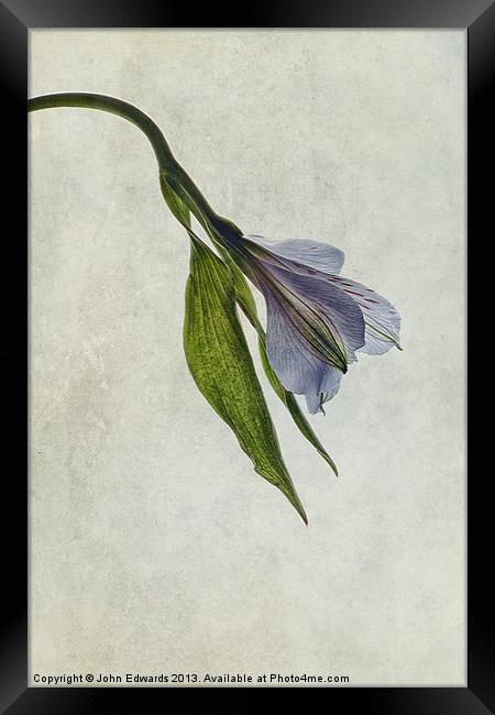 Mantis Lily Framed Print by John Edwards
