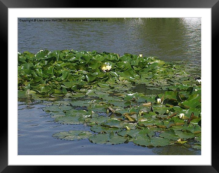 Lilly Pads on the Water Framed Mounted Print by Lee Hall