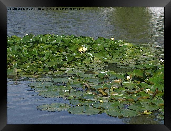 Lilly Pads on the Water Framed Print by Lee Hall