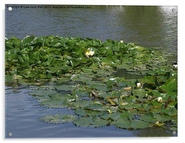 Lilly Pads on the Water Acrylic by Lee Hall