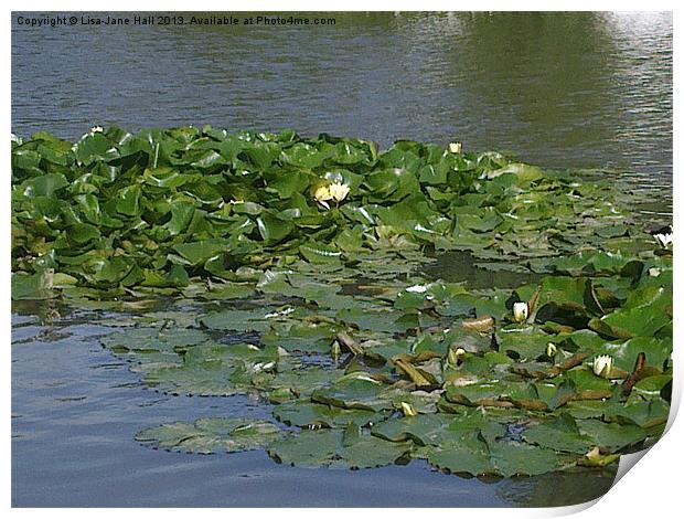 Lilly Pads on the Water Print by Lee Hall