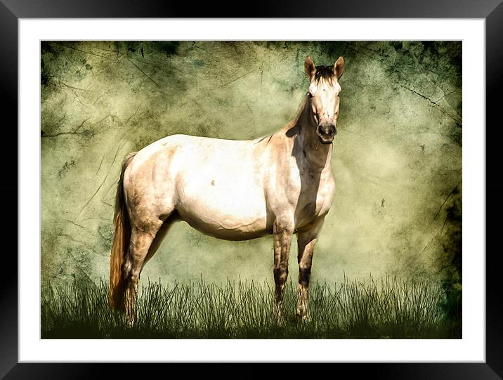 Connamara Horse Framed Mounted Print by Matthew Laming
