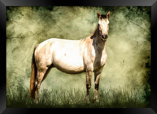 Connamara Horse Framed Print by Matthew Laming