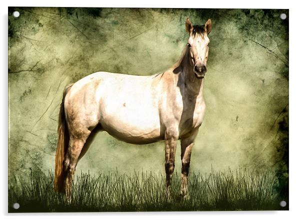 Connamara Horse Acrylic by Matthew Laming