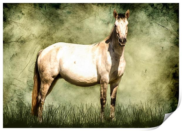 Connamara Horse Print by Matthew Laming
