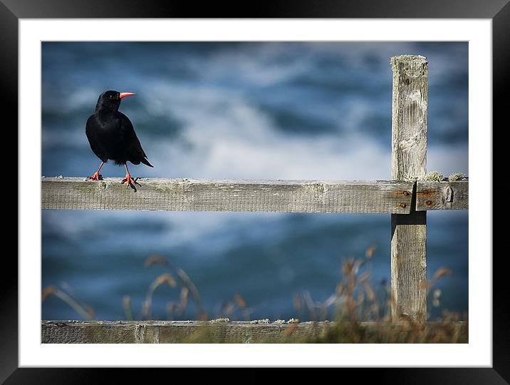 CHOUGH #1 Framed Mounted Print by Anthony R Dudley (LRPS)