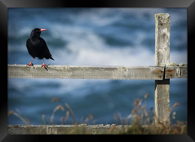 CHOUGH #1 Framed Print by Anthony R Dudley (LRPS)