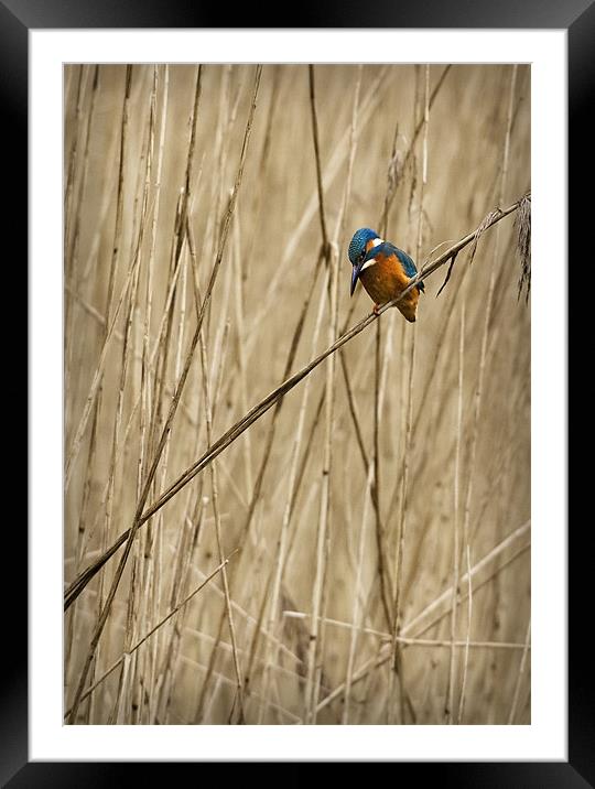 KINGFISHER IN THE REEDS Framed Mounted Print by Anthony R Dudley (LRPS)