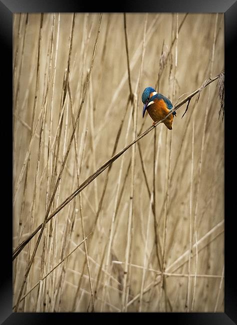 KINGFISHER IN THE REEDS Framed Print by Anthony R Dudley (LRPS)