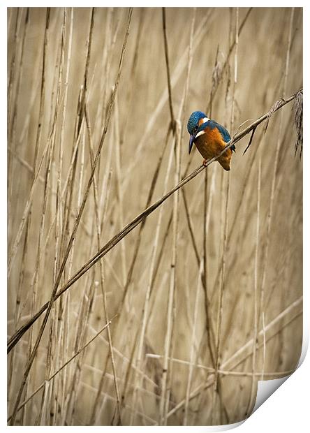 KINGFISHER IN THE REEDS Print by Anthony R Dudley (LRPS)