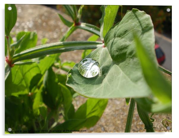 Water Droplet on Sweetpea Acrylic by Jez Mouncer