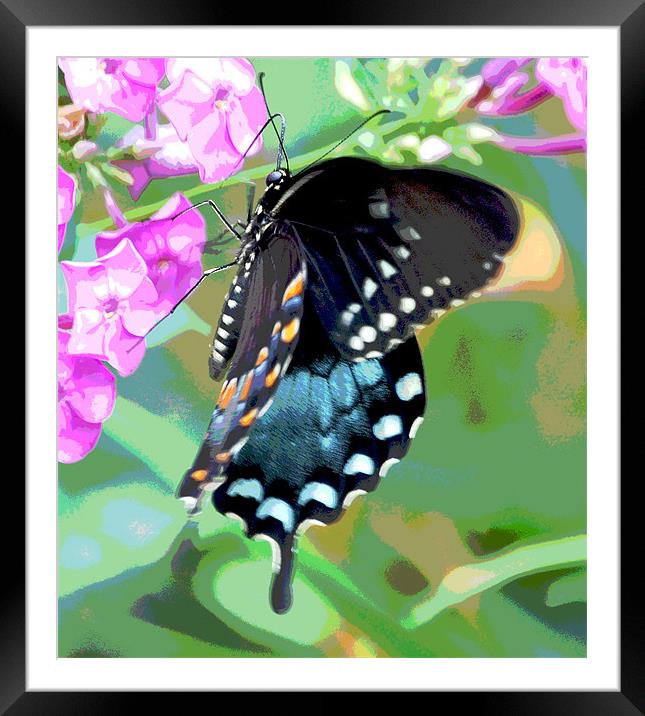 Colorful Butterfly Framed Mounted Print by james balzano, jr.