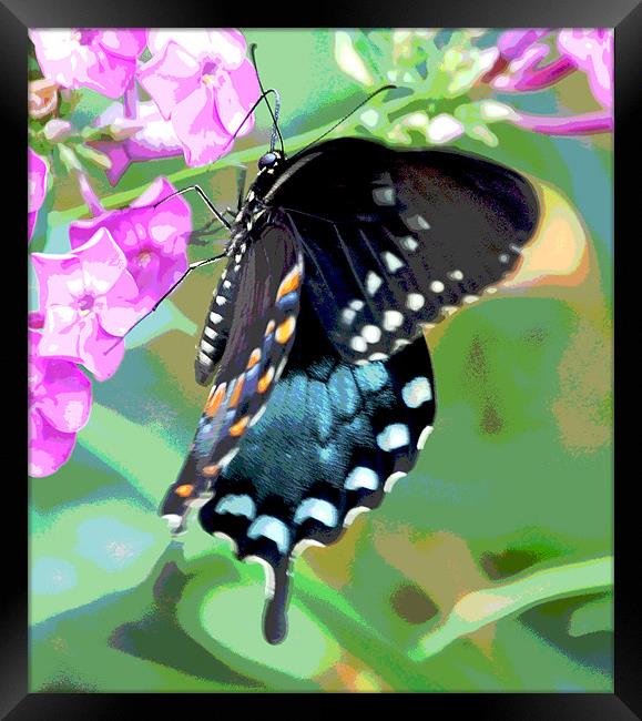 Colorful Butterfly Framed Print by james balzano, jr.