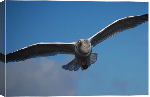 Whitby Seagull Canvas Print by James Holmes